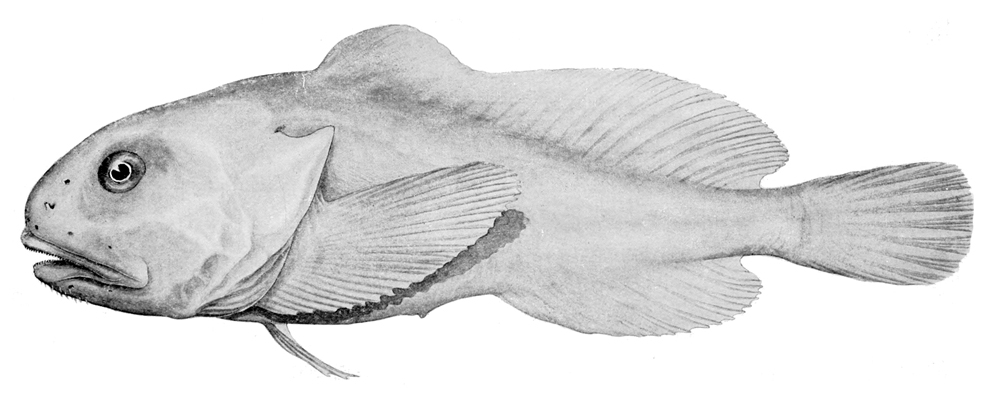 Side profile of a blobfish