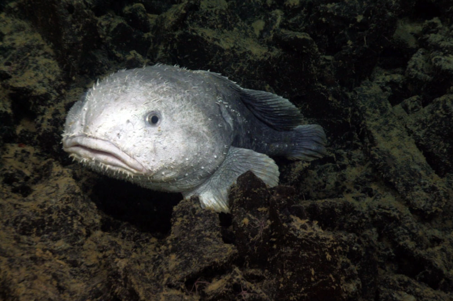 Blobfish swiming in water