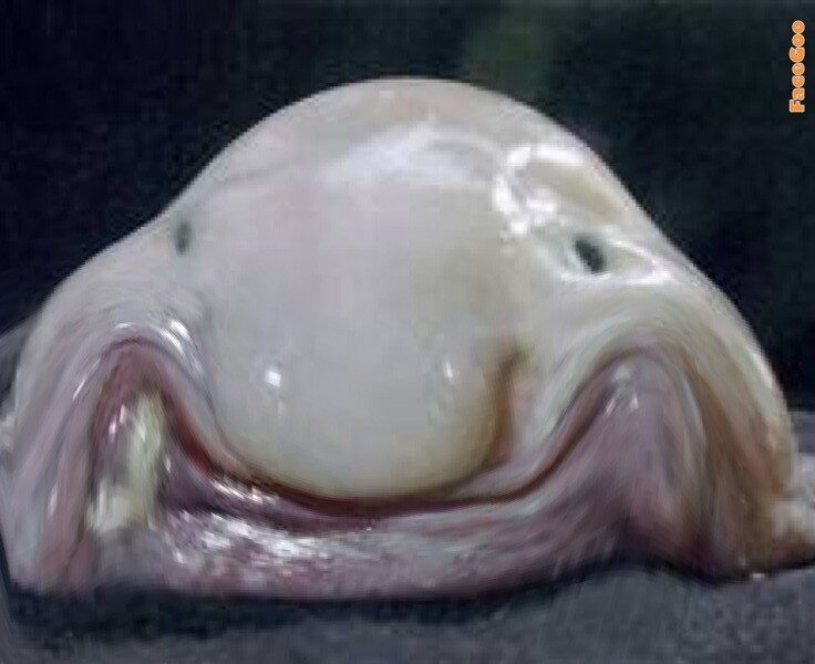 smiling blobfish
